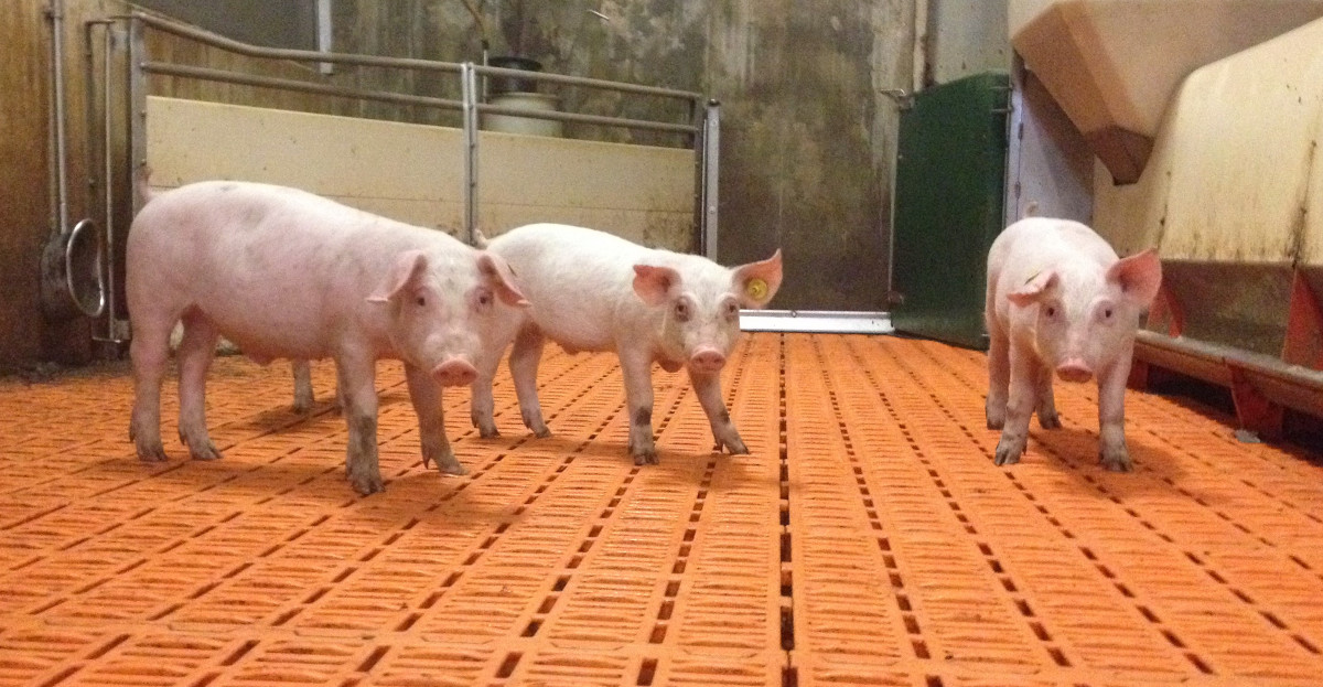 Animal life plus - pigs - clean barn